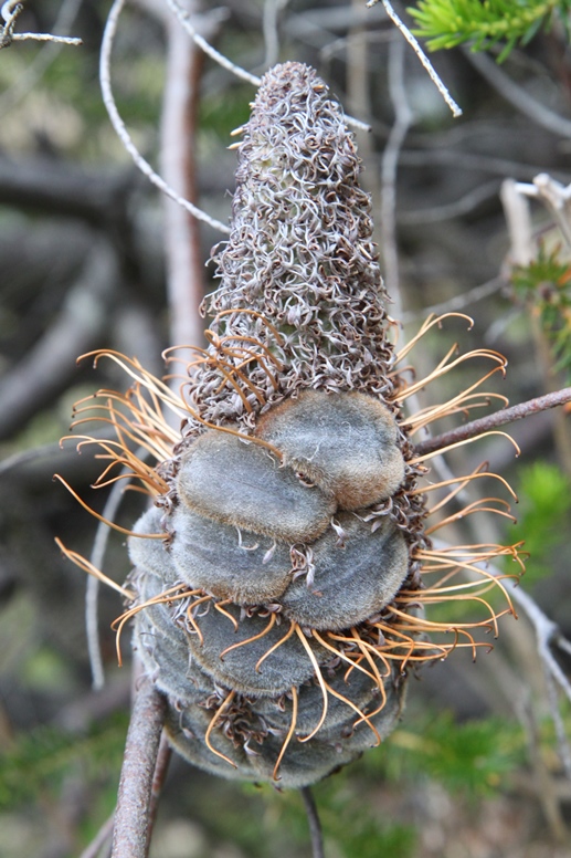 banksia